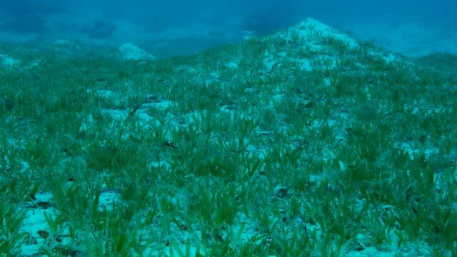Camera moving forwards above seabed covered with green seagrass. Underwater landscape with Halophila seagrass. 4K-60fps 