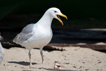 seagull