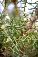 Macro photo of a thorny tree