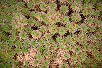 Naklejka na ściany i meble macro photo of repetitive plant pattern