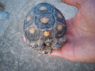 tortuga de monte mexicana