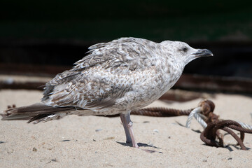 seagull 
