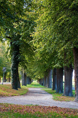 Naklejka premium Allee mit Laubbäumen im Herbst, Tanlay, Yonne, Bourgogne, Frankreich