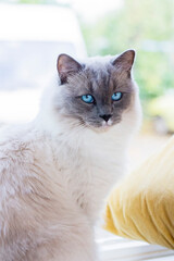 Ragdoll cat with blue eyes