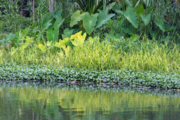 daffodils in the pond