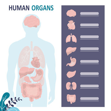 Human anatomy concept. Man with marked internal organs. Medical infographics. Liver, lungs and brain