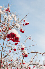 viburnum berries in the snow on a blue sky background with a place for text