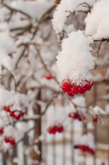 viburnum berries in the snow on a blurry background