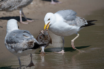 seagull