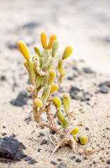 sprout on the sand