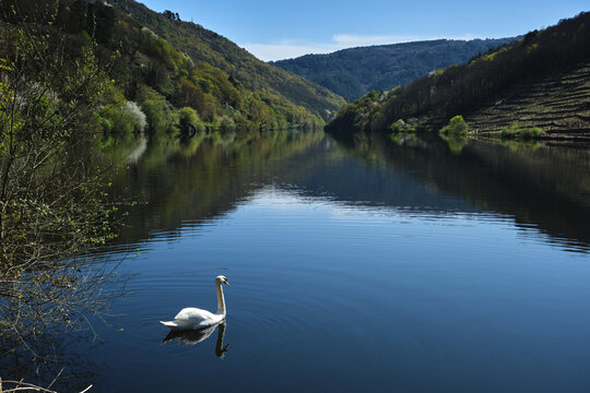 White swan in a river