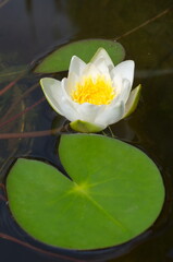 White water lily (Lat. Nymphaea alba) blooms in a pond