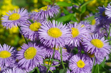 Blooming Erigeron in the summer garden close-up