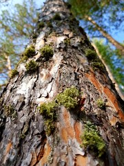 Green moss grows on the trunk of a tree