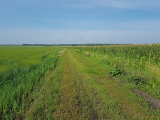 Fototapeta premium Dirt dirt road in a green field