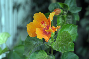 yellow flower in the garden