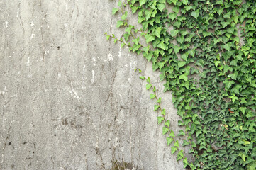 Concrete wall with climbing ivy plant