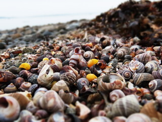 seashells on the beach