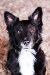 Black shephard dog with pointy ears