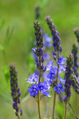 Gro&szlig;er Ehrenpreis