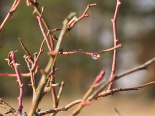 bright rain drop on a bush branch