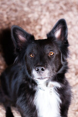 Black shephard dog with pointy ears