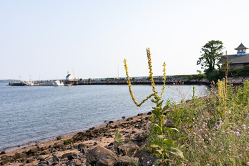 Obraz premium Plants and Flowers along New Haven Harbor at Long Wharf Park in New Haven Connecticut