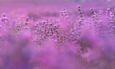 Lavender bushes closeup on sunset. Sunset gleam over purple flowers of lavender. Provence region of France. - obrazy, fototapety, plakaty