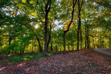 Sunshine trough an Autumn forest. Pere Marquette State Park in Illinois