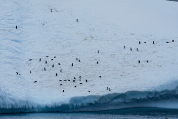 Chinstrap Penguins (Pygoscelis antarctica) on iceberg in South Atlantic Ocean, Southern Ocean, Antarctica