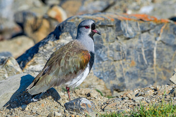 Southern Lapwing (Vanellus chilensis) in Ushuaia area, Land of Fire (Tierra del Fuego), Argentina
