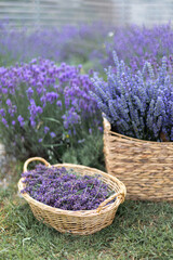 Fototapeta premium Harvesting season. Lavender bouquets and basket.