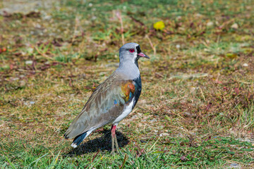 Southern Lapwing (Vanellus chilensis) in Ushuaia area, Land of Fire (Tierra del Fuego), Argentina