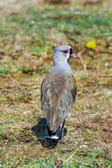 Southern Lapwing (Vanellus chilensis) in Ushuaia area, Land of Fire (Tierra del Fuego), Argentina