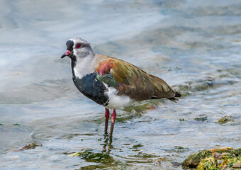 Southern Lapwing (Vanellus chilensis) in Ushuaia area, Land of Fire (Tierra del Fuego), Argentina
