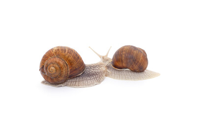 Two beautiful snails.
