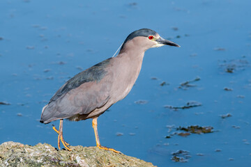 Black-crowned Night-Herron (Nycticorax nycticorax) on lagoon in Ushuaia, Land of Fire (Tierra del Fuego), Argentina