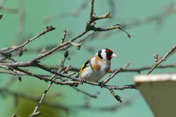 Fototapeta premium The European goldfinch sitting on the tree branch in cloudy winter snow