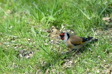 The European goldfinch eating seeds on the fodder rack on the grass 