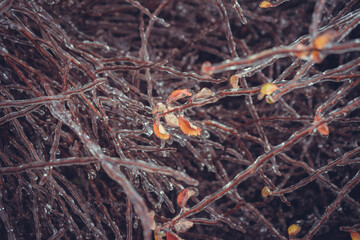 Frozen branches of shrubs without leaves in winter.