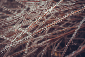 Frozen branches of shrubs without leaves in winter.