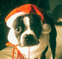 Boston Terrier Dressed up for Christmas with Santa Hat