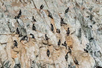 Rock Shags (Leucocarbo magellanicus) at colony in Ushuaia area, Land of Fire (Tierra del Fuego), Argentina