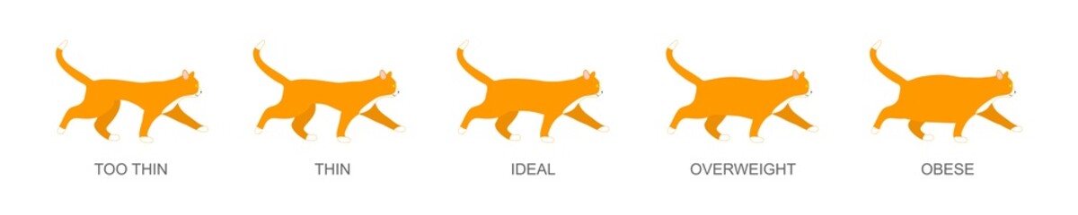 Cat body condition. Domestic animals with different weight. Thin, ideal, overweight and obese pet kitty. Vector flat illustration.