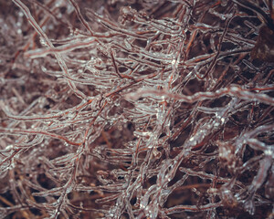 Frozen branches of shrubs without leaves in winter.