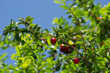 Acerola (Malpighia emarginata) fruits growing in an organically grown agroforestry system in the city of Rio de Janeiro, Brazil.