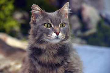 Beautiful gray fluffy cat with yellow eyes