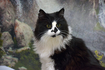 beautiful long-haired black and white cat