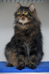 Siberian brown cat with yellow eyes