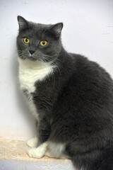 fat gray cat with white breast sits